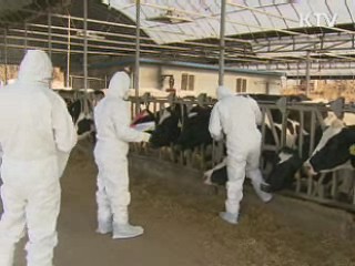 대단위 돼지 사육지 '백신' 우선 접종