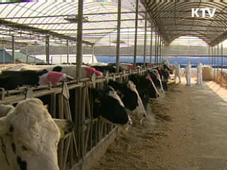 "최근 1주일새 구제역 의심신고 없었다"