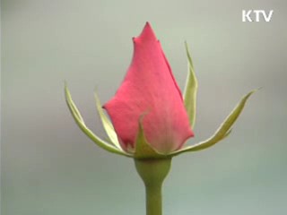 장미 수출 '일본 넘어 세계로' 다변화