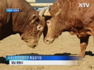 전국 싸움소 창원서 격돌 [시니어 리포트]