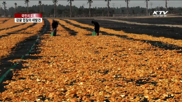 감귤 껍질, 한약 재료·화장품으로 [국민리포트]