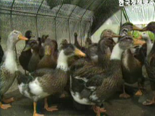 조류인플루엔자 특별 방역 실시