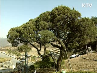 첫 국유 수목장림 내일부터 신청예약