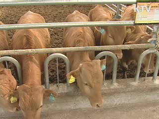 강원도·김해시, 한우 고급육 생산왕