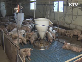 방역당국, "구제역 초기대응 미흡"