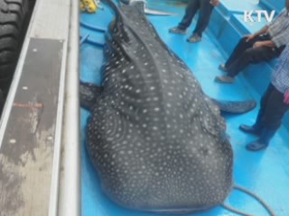 "고래잡이, 과학위원회 결정 따를 것"