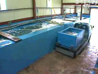 수입 수산물 ‘전염병 감염 여부 검역’