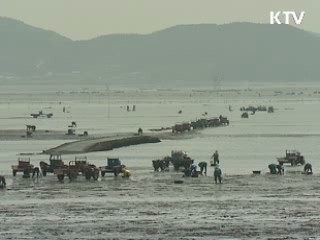 갯벌 수산물, 명품으로 거듭난다