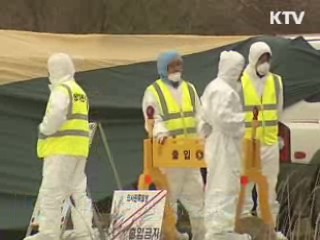 충주 구제역 살처분 마무리 '방역 총력'