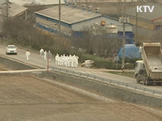 일부 지역 소에 구제역 백신 접종