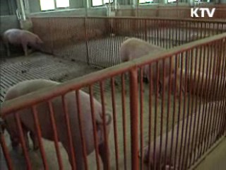 영천 구제역 재발…긴급 방역 조치