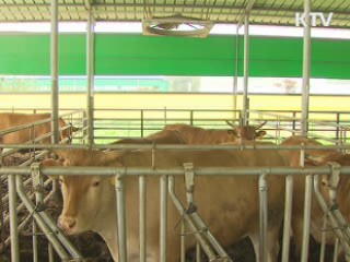 안동 구제역 의심 한우 '음성' 판정