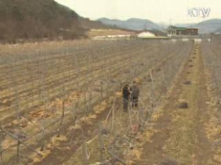 키작은 사과나무가 '효자'