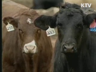 조사단 귀국…미국산 쇠고기 “위험요인 없어"