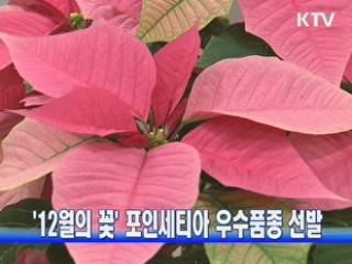 '12월의 꽃' 포인세티아 우수품종 선발
