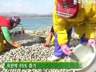 태안 어선들 상반기 조업실적 '양호' 