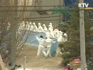 구제역 합동지원단 구성, 총력 방역