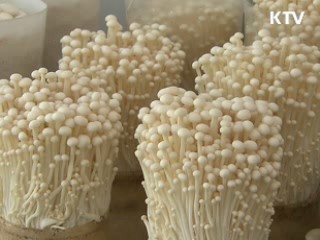 국내 버섯 품종 개발로 로열티 해결