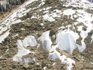 구제역 가축 비매몰 방식 처리 시범 도입