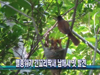 멸종위기 긴꼬리딱새 남해서 첫 발견