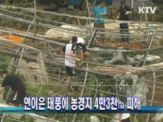 연이은 태풍에 농경지 4만3천㏊ 피해