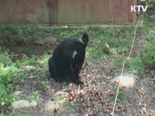반달가슴곰 형제 지리산에 방사