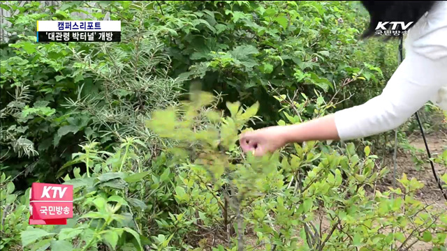 "대관령에서 여름 추억을 만드세요"