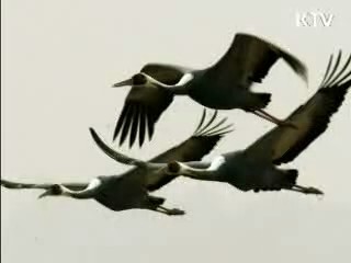 DMZ 중부지역, 450종 야생동식물 서식 확인