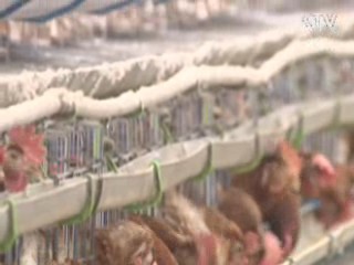 충남 계룡시 닭농장 '저병원성 AI' 판정