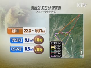 최상위 포식자 담비, 호랑이 자리 꿰찼다