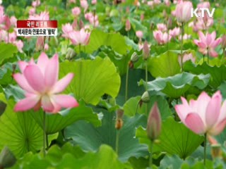 백제문화, 천만 송이 연꽃으로 '활짝' [국민리포트]