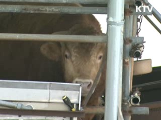 김포서 18번째 구제역 신고…역학조사