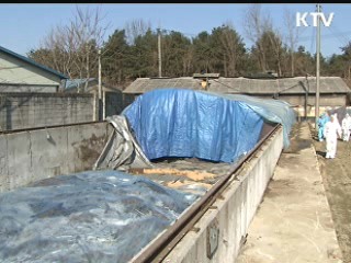 구제역 아픔 딛고 일어서는 축산농가