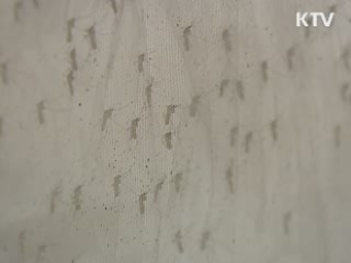 부산서 일본뇌염 모기 확인…전국 일본뇌염 주의보