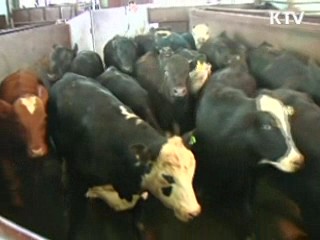 쇠고기 원산지 위반 급증…미 광우병 영향