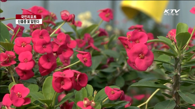 한국산 화훼 세계시장 적극 공략 [국민리포트]