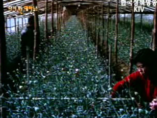 잘사는 새마을(`73)