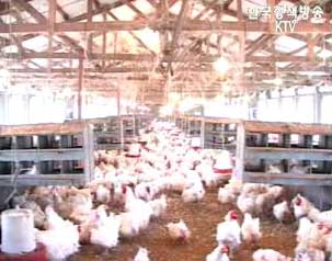 농림부 `최근 국내 조류 인플루엔자 발생 없어`