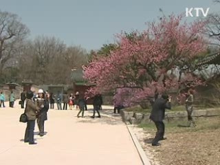 다음주 봄꽃 감상 절정