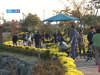 국화 작품 12만 점 자태 뽐내 [캠퍼스 리포트]