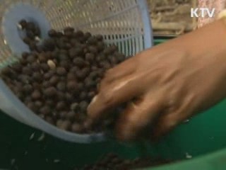 '코끼리 배설물 커피' 등장…한 잔 5만원