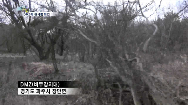 DMZ 신나무·귀룡나무 원시림 군락지 발견