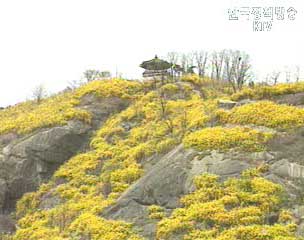 개나리·진달래 1주일 일찍 핀다