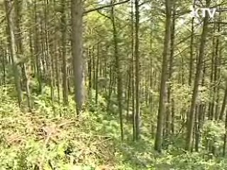 식목일 제정 당시보다 산림 12배 증가