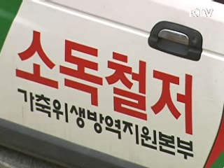 돼지 이어 소 구제역 발생…방역 총력