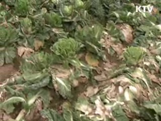 김장물가 비상…정부 합동대책반 가동