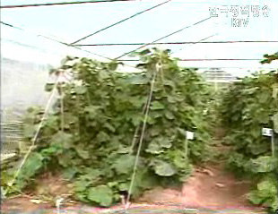 농민에게도 사업자등록증 발급한다