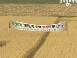 쌀이 진화하고 있다