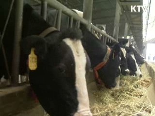 가축 2천마리 살처분…조기수습 돌입