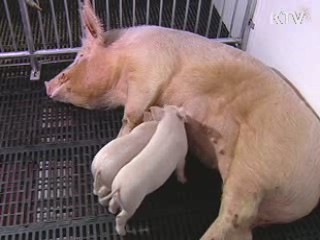 장기이식용 무균돼지 대량생산 '성큼'
